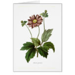 japanese, anemone, japonica, vintage, pink,