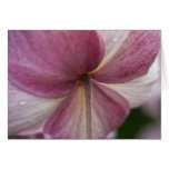 Japanese Anemone Card