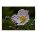 Japanese Anemone Card