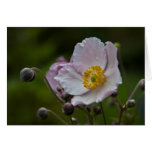 Japanese Anemone Card