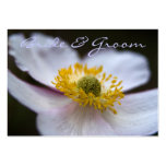 japanese anemone, chinese anemone, anemone, white,