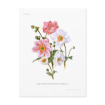 Japanese Anemones Postcard