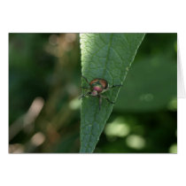 Japanese Beetle Card