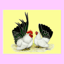 Japanese Blacktail Bantams postcards
