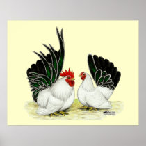 Japanese Blacktail Bantams