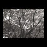 Japanese Branches II canvas prints