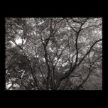 Japanese Branches II posters