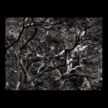 Japanese Branches III posters