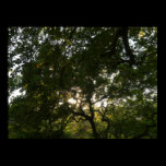 Japanese Branches IV posters