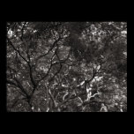 Japanese Branches posters