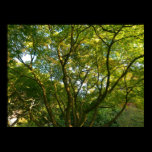 Japanese Branches VI posters