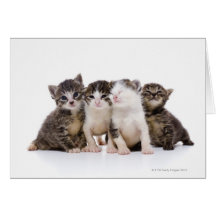 Japanese cat greeting cards