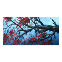 japanese cherry blossom flower tree oriental art photo cards by dereklovessheila japanese cherry blossom flower tree oriental art photo cards