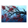 japanese, cherry, blossom, tree, flower, oil,