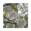 Japanese Cherry Tree Magnet by TraceElements Japanese Cherry Tree Magnet