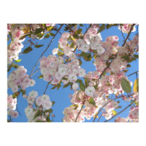 Japanese Cherry Tree posters
