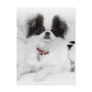 Japanese Chin Puppy on White Wicker Chair Postcard