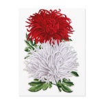 japanese, chrysanthemums, red, white, flower,