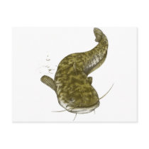 Japanese common catfish post cards