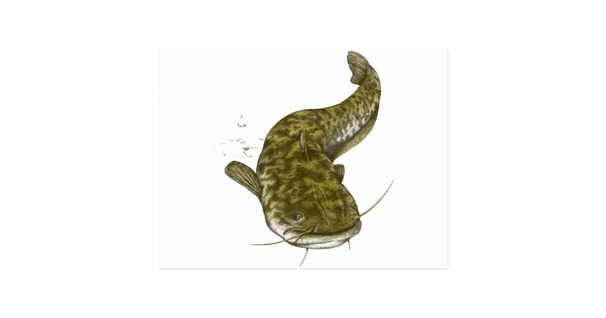 Japanese common catfish postcard Zazzle