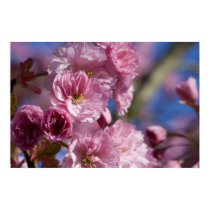 Japanese Flowering Cherry posters by SweetRascal Japanese Flowering Cherry posters