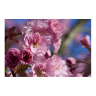 Japanese Flowering Cherry print