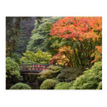 Japanese Garden in Autumn Postcard