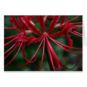 Japanese "Higanbana" (Red Spider Lily) cards by boudidesign Japanese "Higanbana" (Red Spider Lily) cards