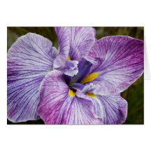 Japanese Iris Greeting Card