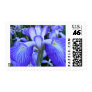 Japanese Iris