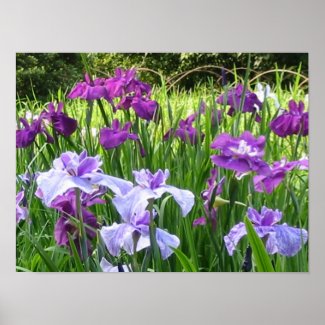 Japanese Iris print