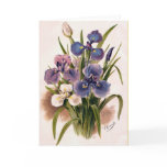 Japanese Irises - Iris Kaempferi - Greeting Card