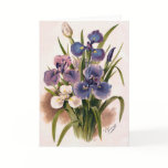 Japanese Irises - Iris Kaempferi - Greeting Card