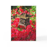japan, japanese, azaleas, azalea, catherine