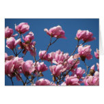 flowers, japanese, magnolia, flowering, trees,