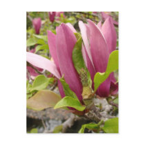 Japanese Magnolia Blooms postcards by AJsGraphics Japanese Magnolia Blooms postcards