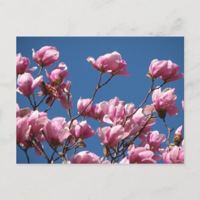 pink japanese magnolia
