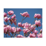 flowers, japanese, magnolia, flowering, trees,