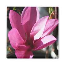 Japanese Magnolia Magnet by MichaelFelix Japanese Magnolia Magnet