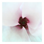 flower, flora, flowers, japanese, magnolia