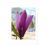 japanese, magnolia