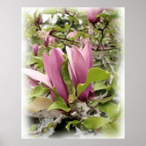 Japanese Magnolias - Digital Watercolor Print print