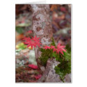 Japanese Maple and Moss cards
