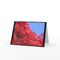 Japanese Maple cards by pathbguy Japanese Maple cards