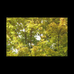 Japanese Maple in Autumn canvas prints