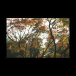 Japanese Maple in Autumn II canvas prints