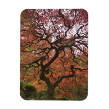 Japanese maple in fall color 5 rectangle magnet