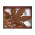 Japanese Maple Leaf Autumn Save the Date postcards