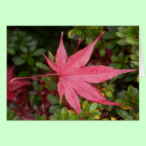 Japanese Maple Leaf cards