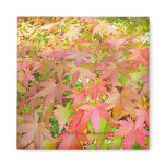Japanese Maple Leaves in Autumn - Magnet